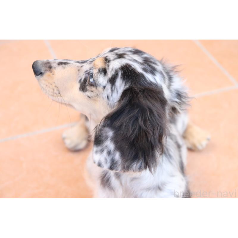 販売中の香川県のミニチュアダックスフンド(ロングヘアード)-406328の3枚目