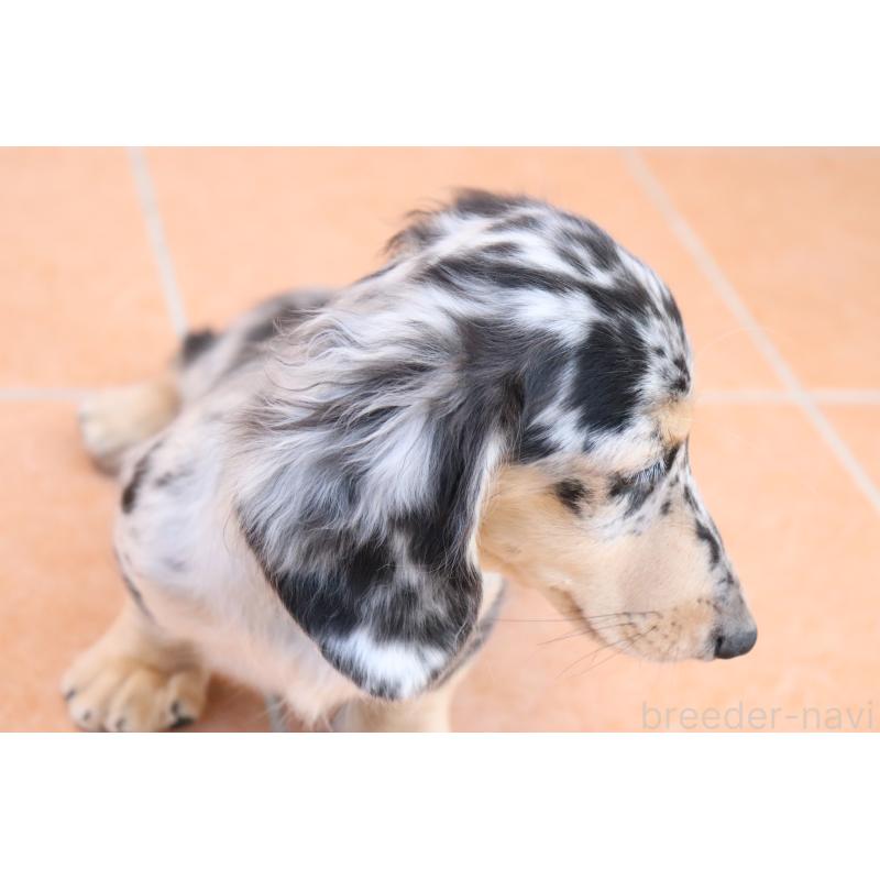 販売中の香川県のミニチュアダックスフンド(ロングヘアード)-406328の2枚目