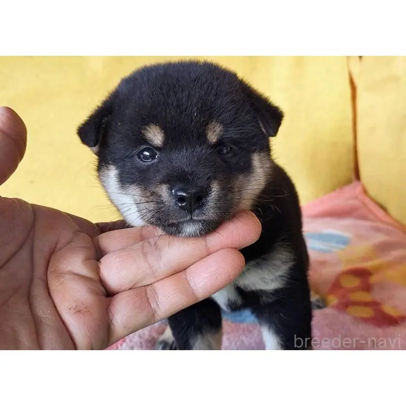 販売中の埼玉県の豆柴-423302の13枚目