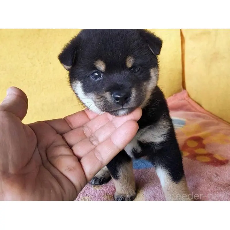 販売中の埼玉県の豆柴-423302の12枚目