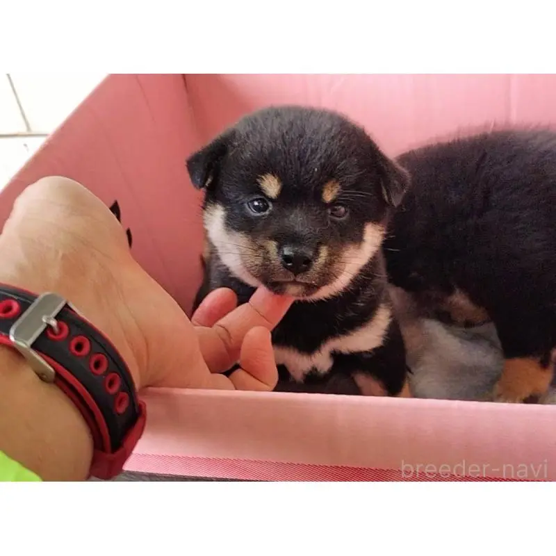 販売中の埼玉県の豆柴-423302の11枚目