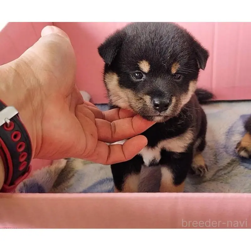 販売中の埼玉県の豆柴-423302の10枚目