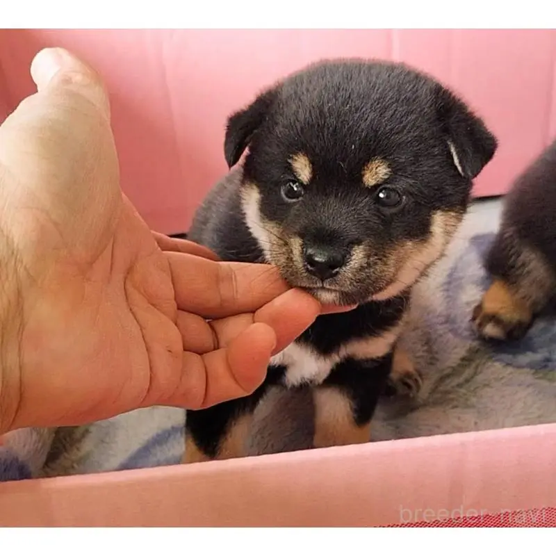 販売中の埼玉県の豆柴-423302の9枚目