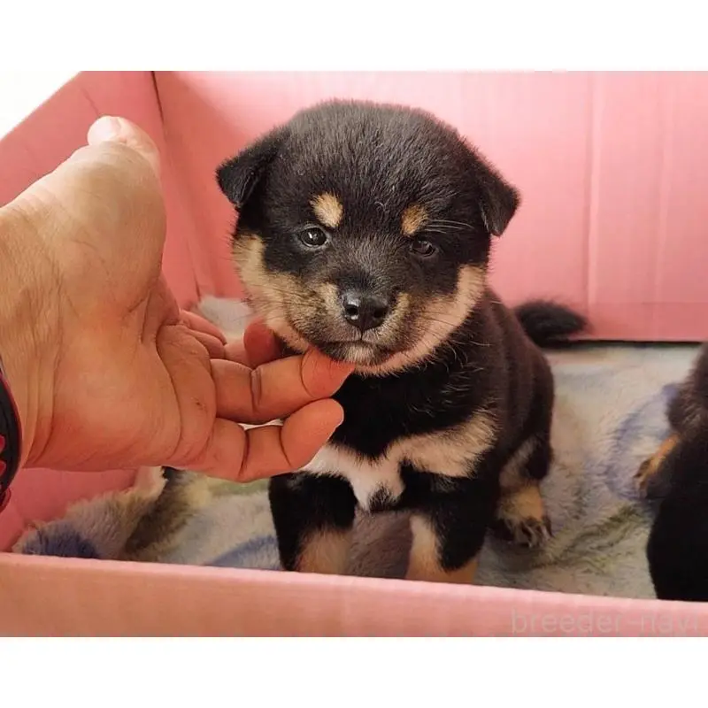 販売中の埼玉県の豆柴-423302の8枚目