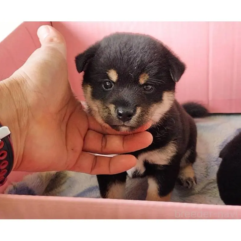 販売中の埼玉県の豆柴-423302の7枚目