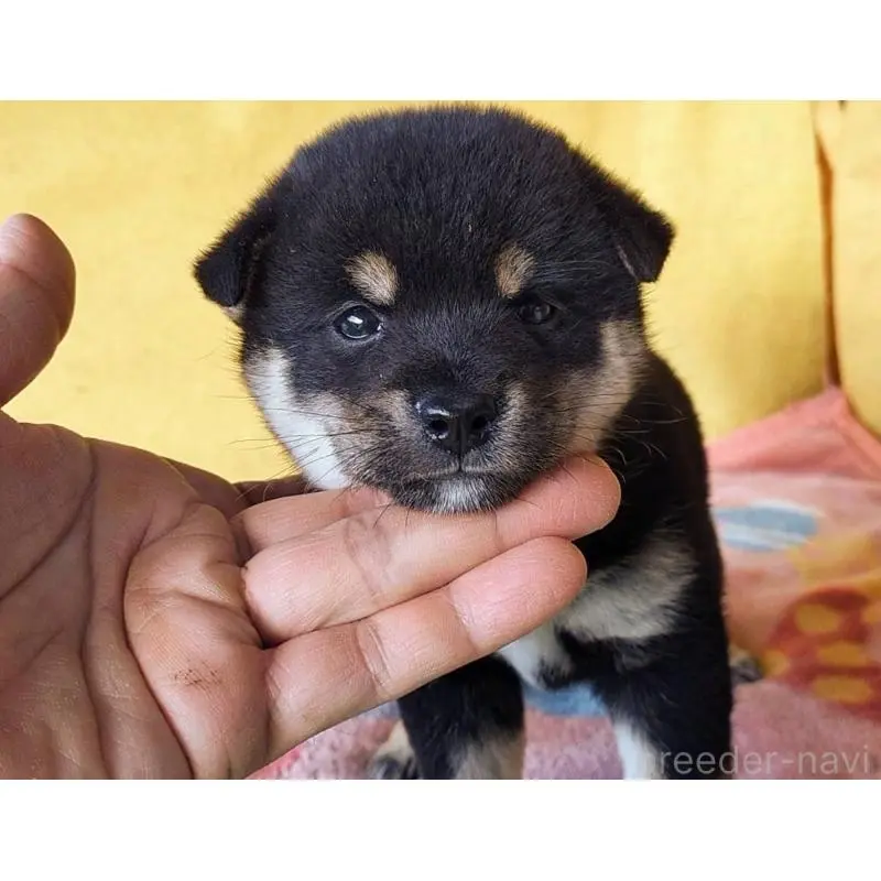 販売中の埼玉県の豆柴-423302の5枚目