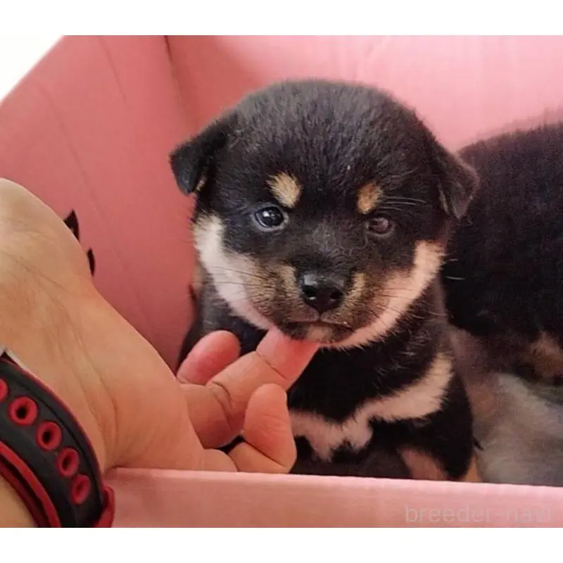 販売中の埼玉県の豆柴-423302の1枚目