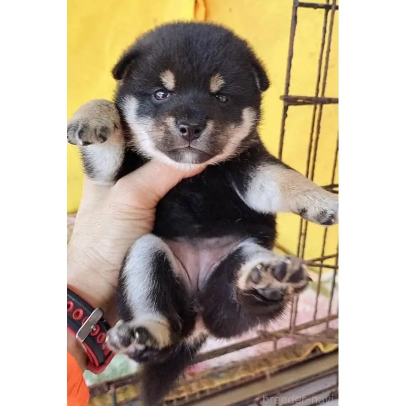 販売中の埼玉県の豆柴-423302の4枚目