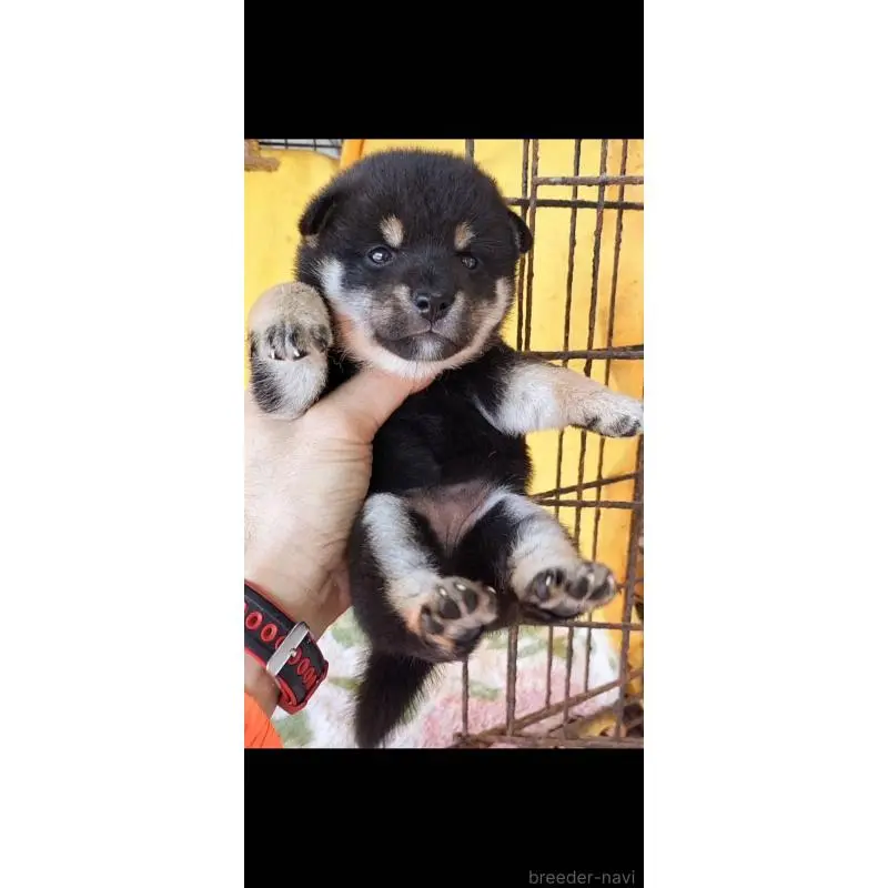 販売中の埼玉県の豆柴-423302の3枚目