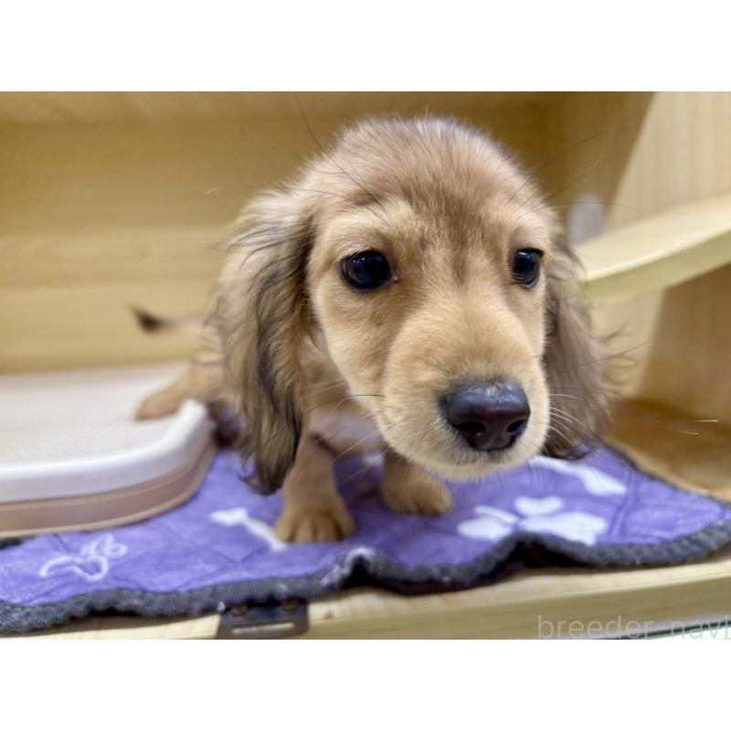 販売中の東京都のカニンヘンダックスフンド(ロングヘアード)-413665の3枚目