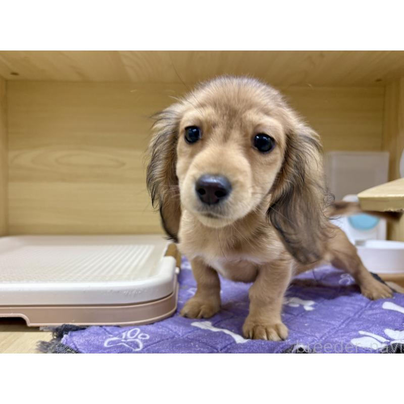 販売中の東京都のカニンヘンダックスフンド(ロングヘアード)-413665の2枚目