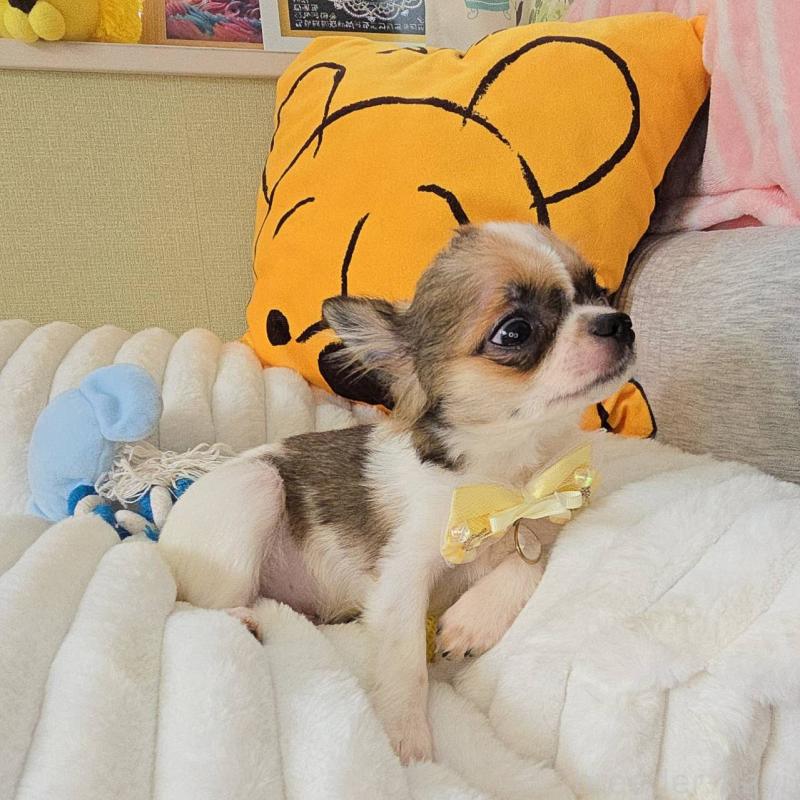 販売中の東京都のチワワ(ロングコート)-423304の13枚目