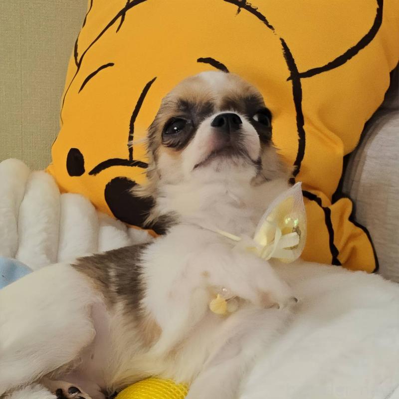 販売中の東京都のチワワ(ロングコート)-423304の12枚目