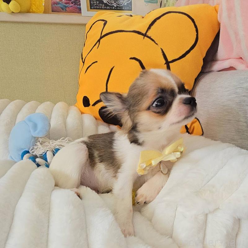 販売中の東京都のチワワ(ロングコート)-423304の10枚目