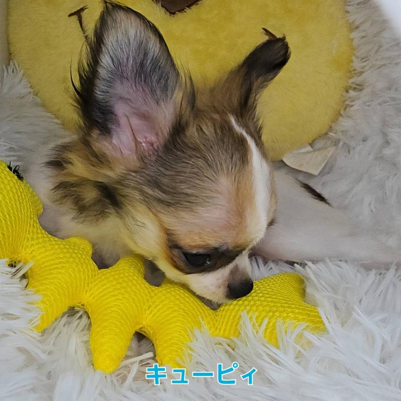 販売中の東京都のチワワ(ロングコート)-423304の9枚目