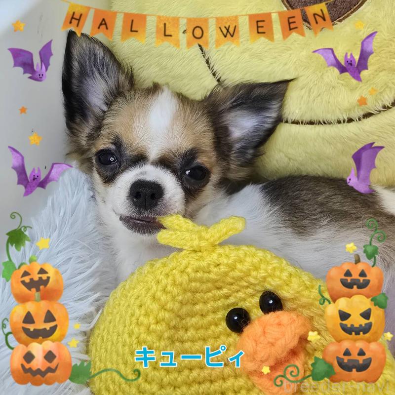 販売中の東京都のチワワ(ロングコート)-423304の8枚目