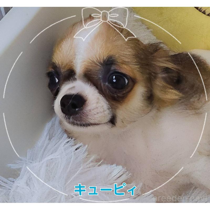 販売中の東京都のチワワ(ロングコート)-423304の7枚目