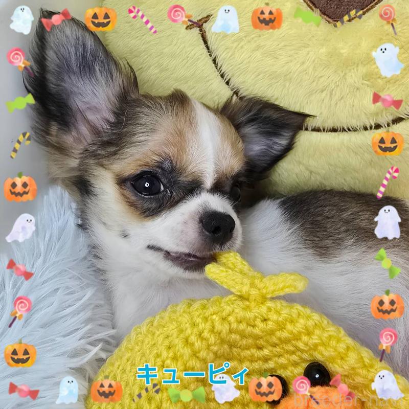 販売中の東京都のチワワ(ロングコート)-423304の6枚目