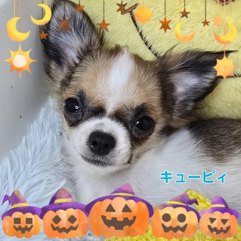 販売中の東京都のチワワ(ロングコート)-423304の5枚目