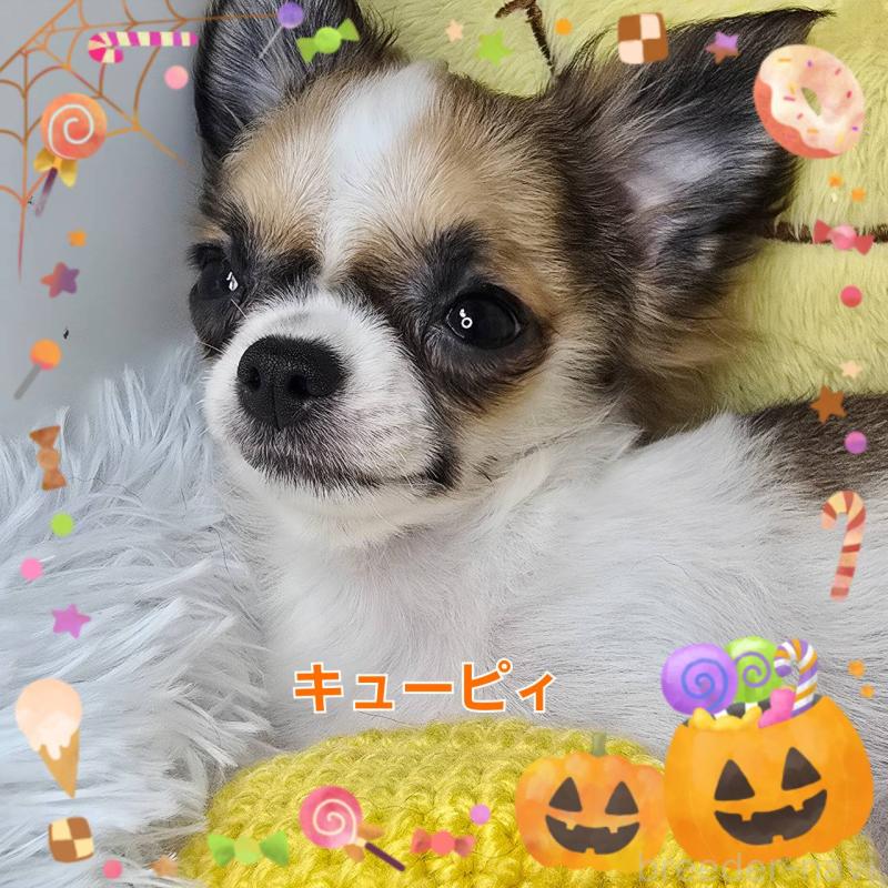 販売中の東京都のチワワ(ロングコート)-423304の4枚目