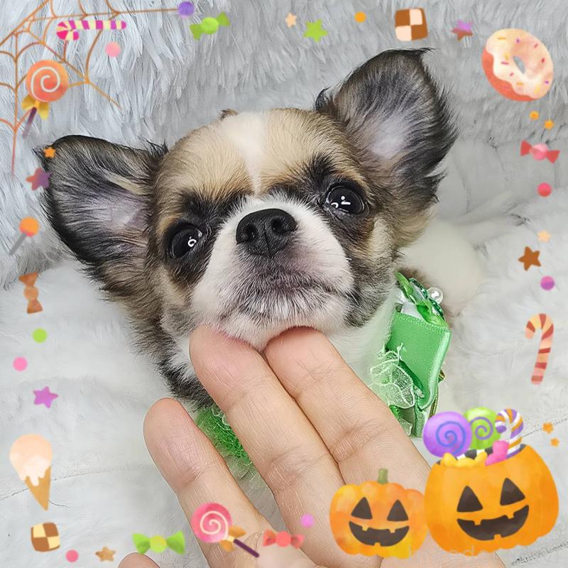 販売中の東京都のチワワ(ロングコート)-423304