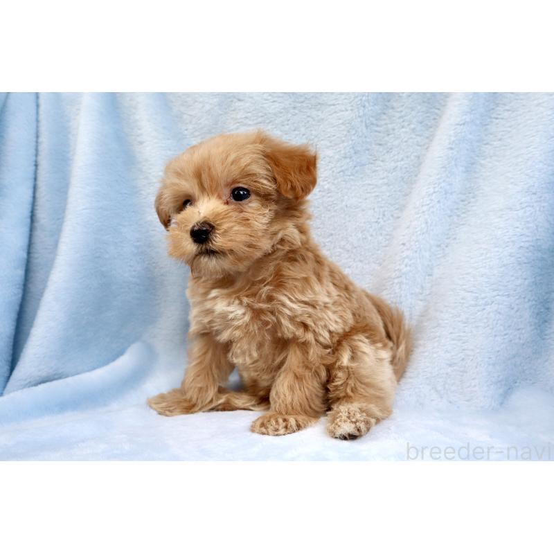 成約済の東京都のマルプー:マルチーズ×トイプードル-421028の2枚目