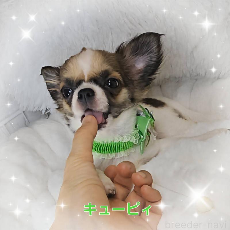 販売中の東京都のチワワ(ロングコート)-423304の2枚目