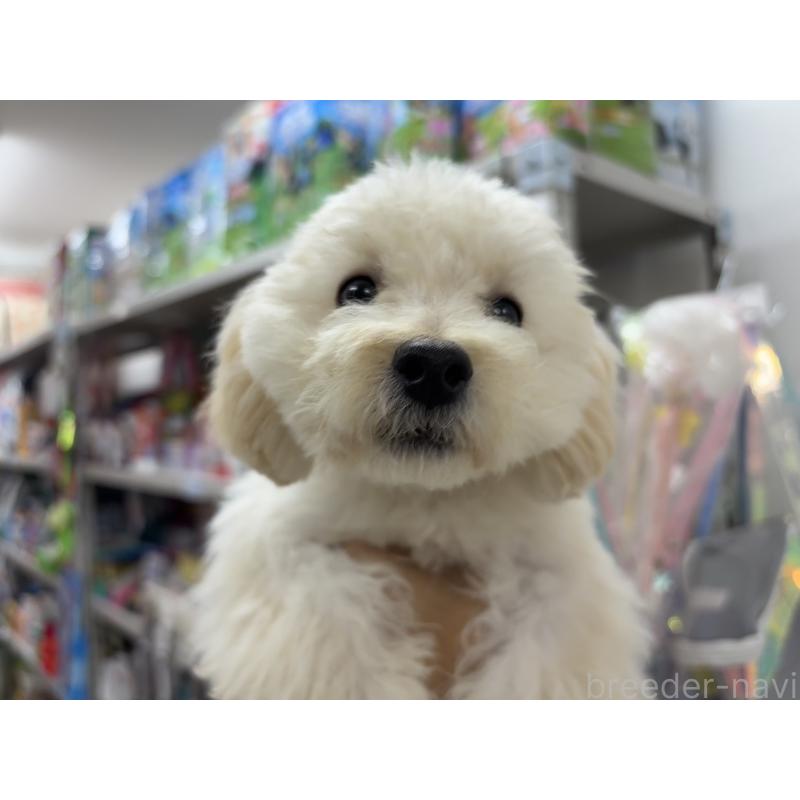 販売中の東京都のトイプードル-398433の4枚目
