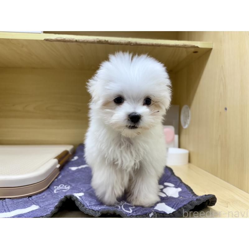 販売中の東京都のマルチーズ-419669