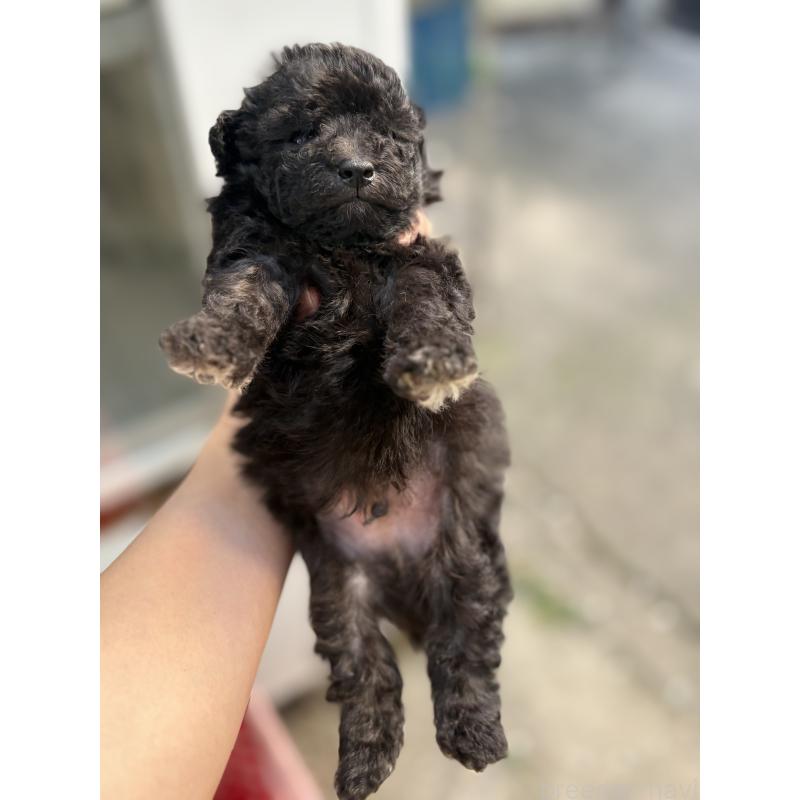 販売中の静岡県のトイプードル-423306の8枚目