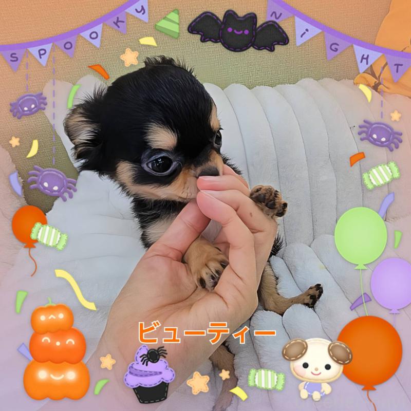 販売中の東京都のチワワ(ロングコート)-423308の4枚目