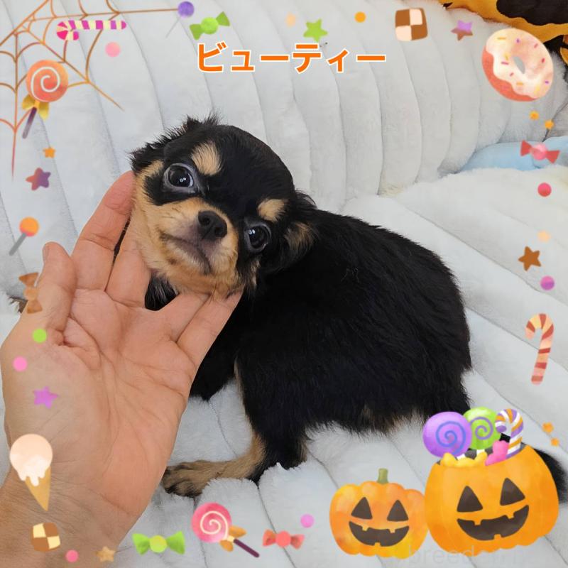 販売中の東京都のチワワ(ロングコート)-423308の1枚目