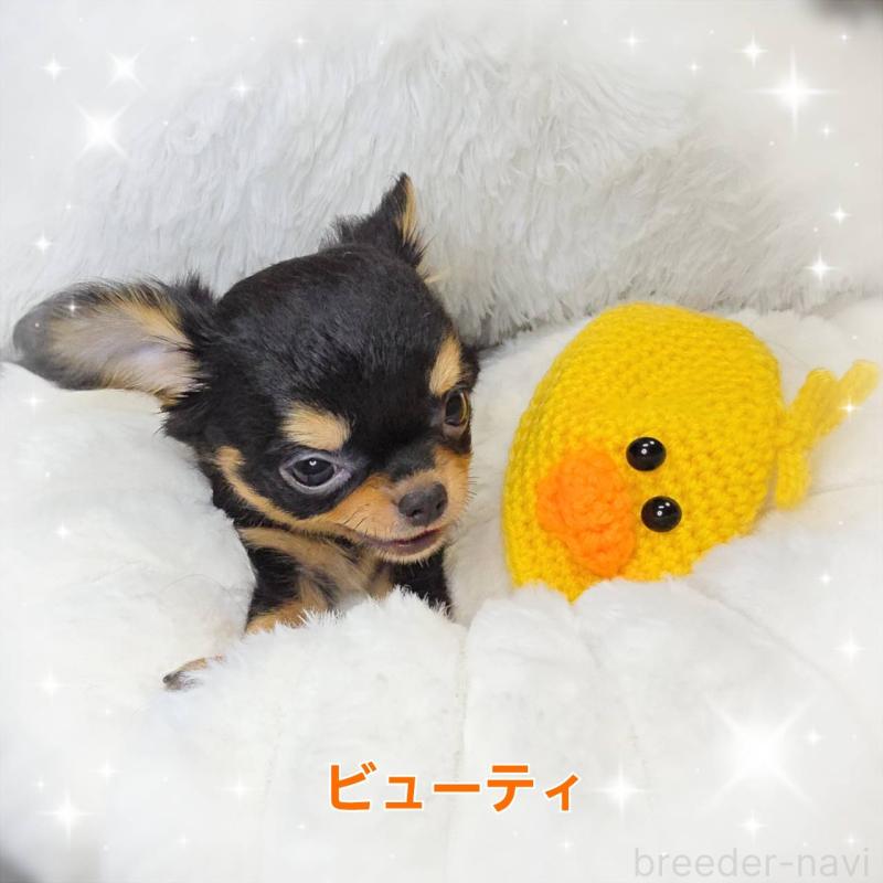 販売中の東京都のチワワ(ロングコート)-423308の3枚目