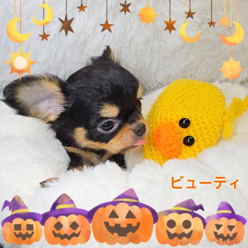 販売中の東京都のチワワ(ロングコート)-423308の2枚目