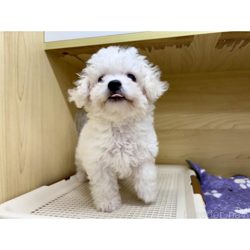 成約済の東京都のビションフリーゼ-420723の3枚目