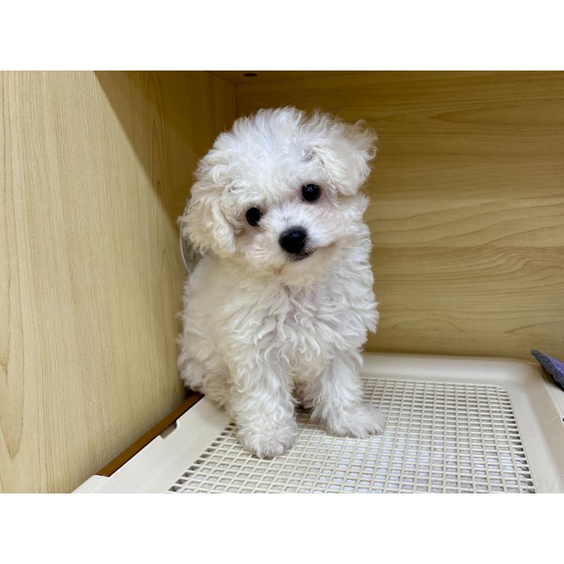 成約済の東京都のビションフリーゼ-420723の2枚目