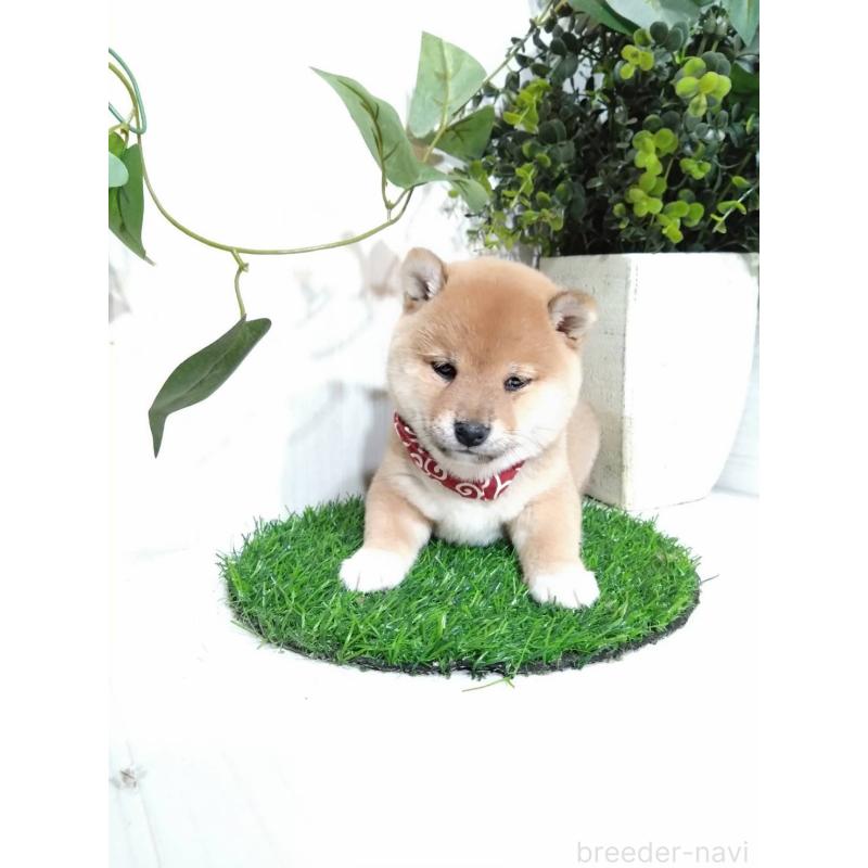 販売中の三重県の豆柴-419852