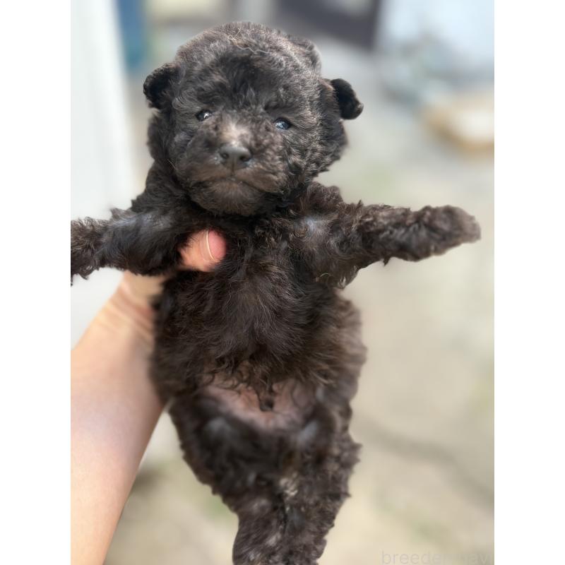 販売中の静岡県のトイプードル-423309の7枚目