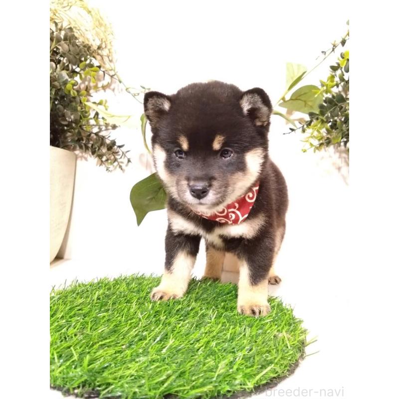 販売中の三重県の豆柴-419846の8枚目