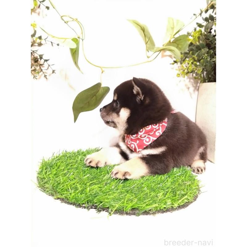 販売中の三重県の豆柴-419846の7枚目