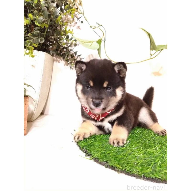 販売中の三重県の豆柴-419846