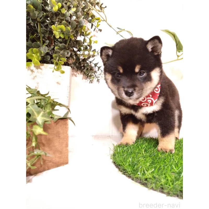 販売中の三重県の豆柴-419846の6枚目