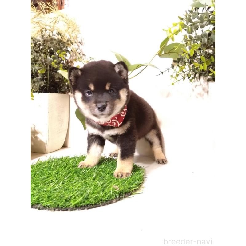 販売中の三重県の豆柴-419846の5枚目