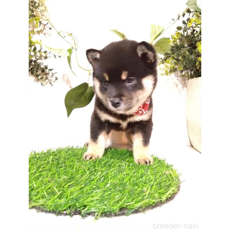 販売中の三重県の豆柴-419846の4枚目