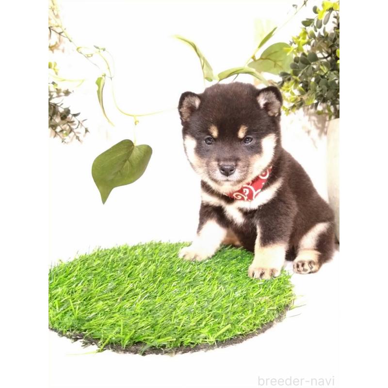 販売中の三重県の豆柴-419846の3枚目