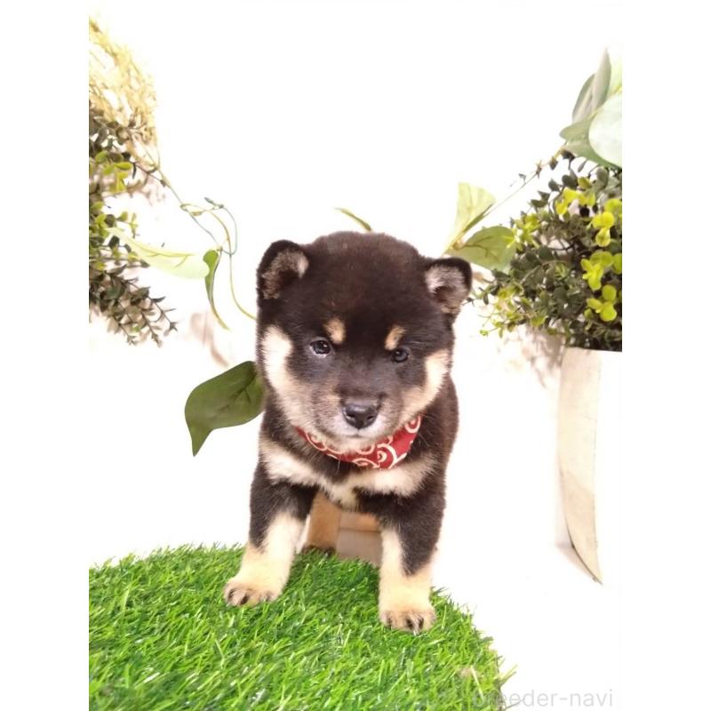 販売中の三重県の豆柴-419846の2枚目