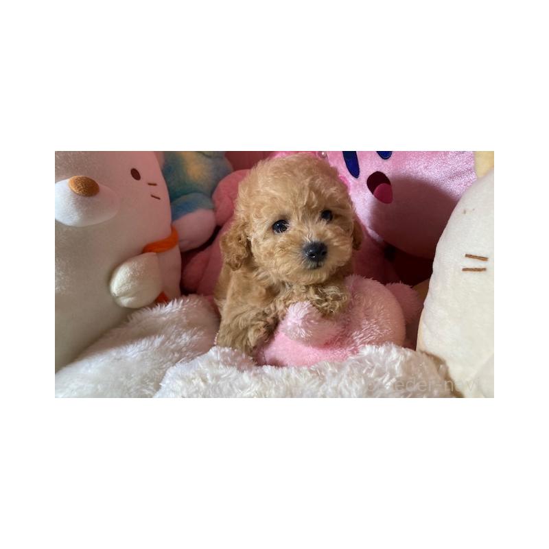 販売中の富山県のトイプードル-423310の2枚目