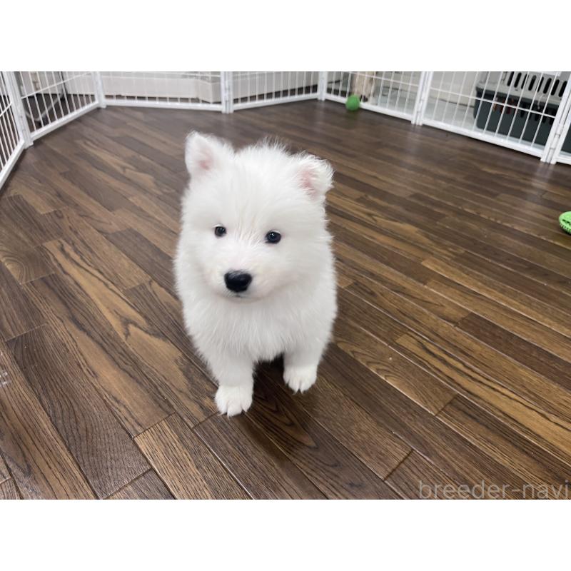 成約済の東京都のサモエド-421689の10枚目