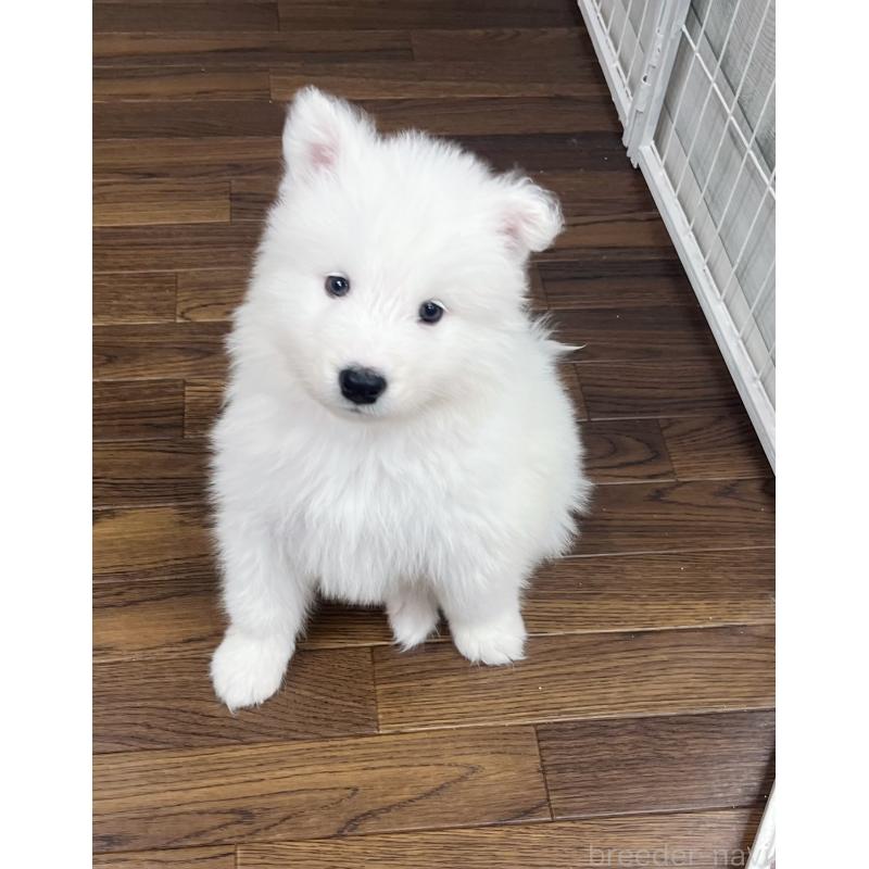 成約済の東京都のサモエド-421689の9枚目