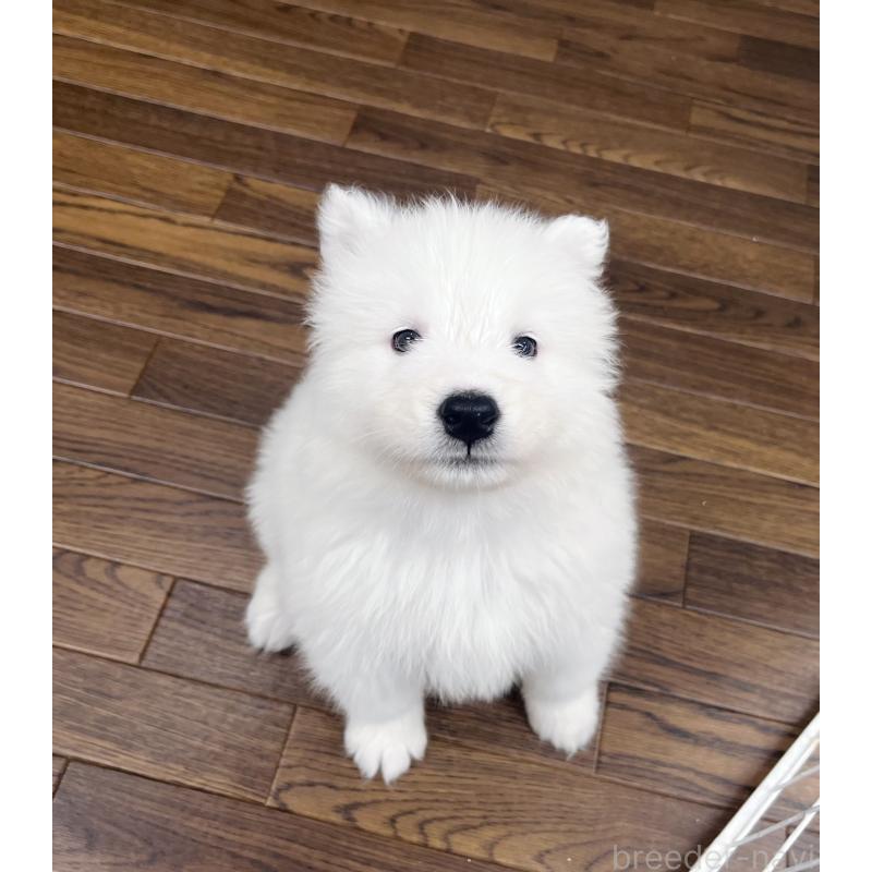 成約済の東京都のサモエド-421689の6枚目